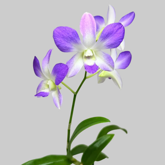 Den.Aridang Light Blue
