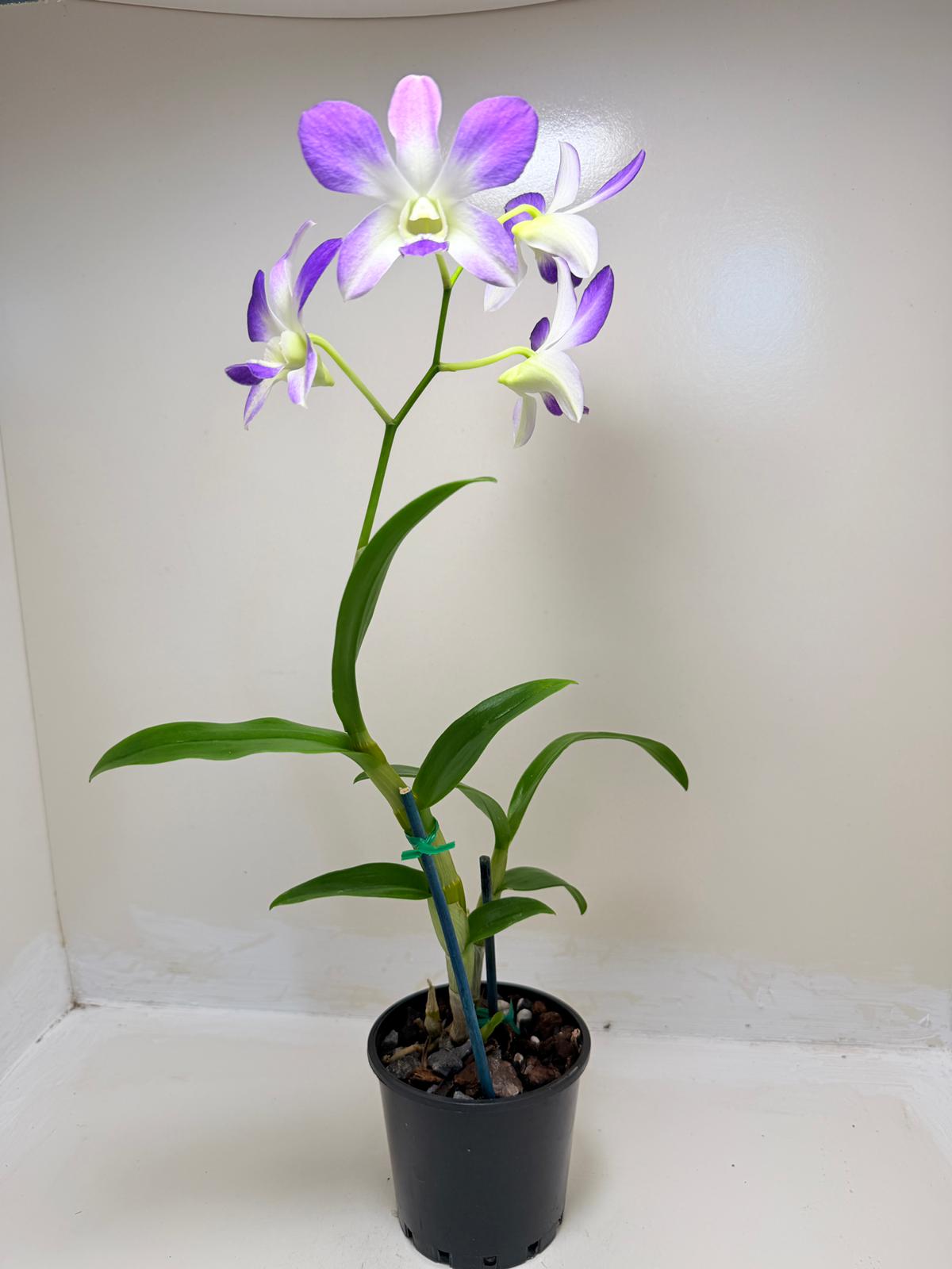 Buy Den.Aridang Light Blue | Rare & Exotic Plant