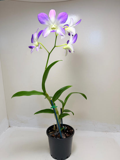 Buy Den.Aridang Light Blue | Rare & Exotic Plant