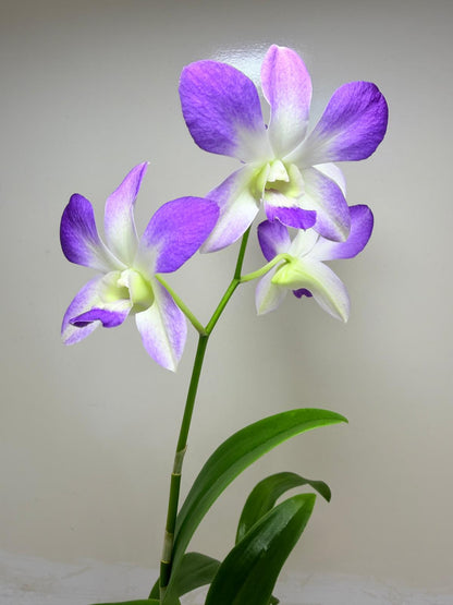 Buy Den.Aridang Light Blue | Rare & Exotic Plant