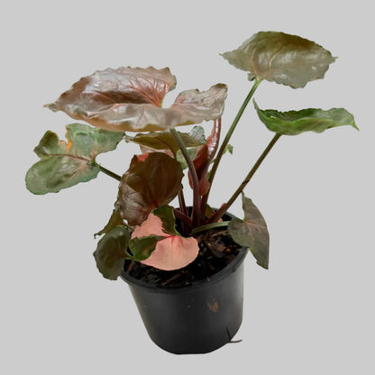 Synonym Strawberry Ice | Rare & Exotic Plant|130mm