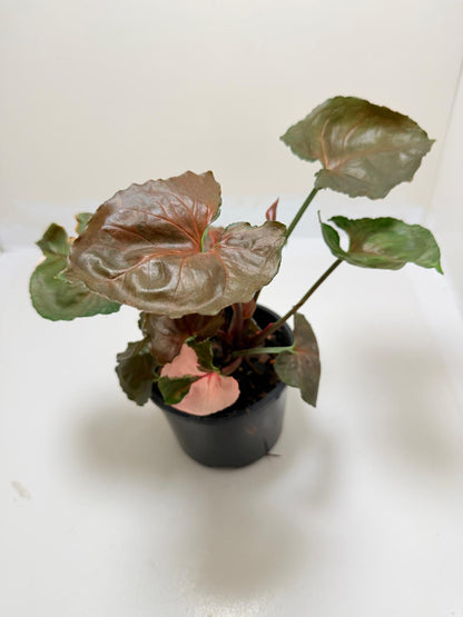 Synonym Strawberry Ice | Rare & Exotic Plant|130mm