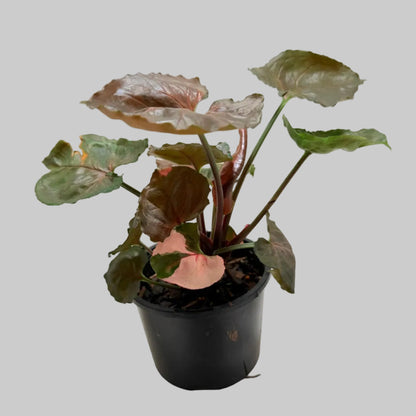 Synonym Strawberry Ice | Rare & Exotic Plant|130mm