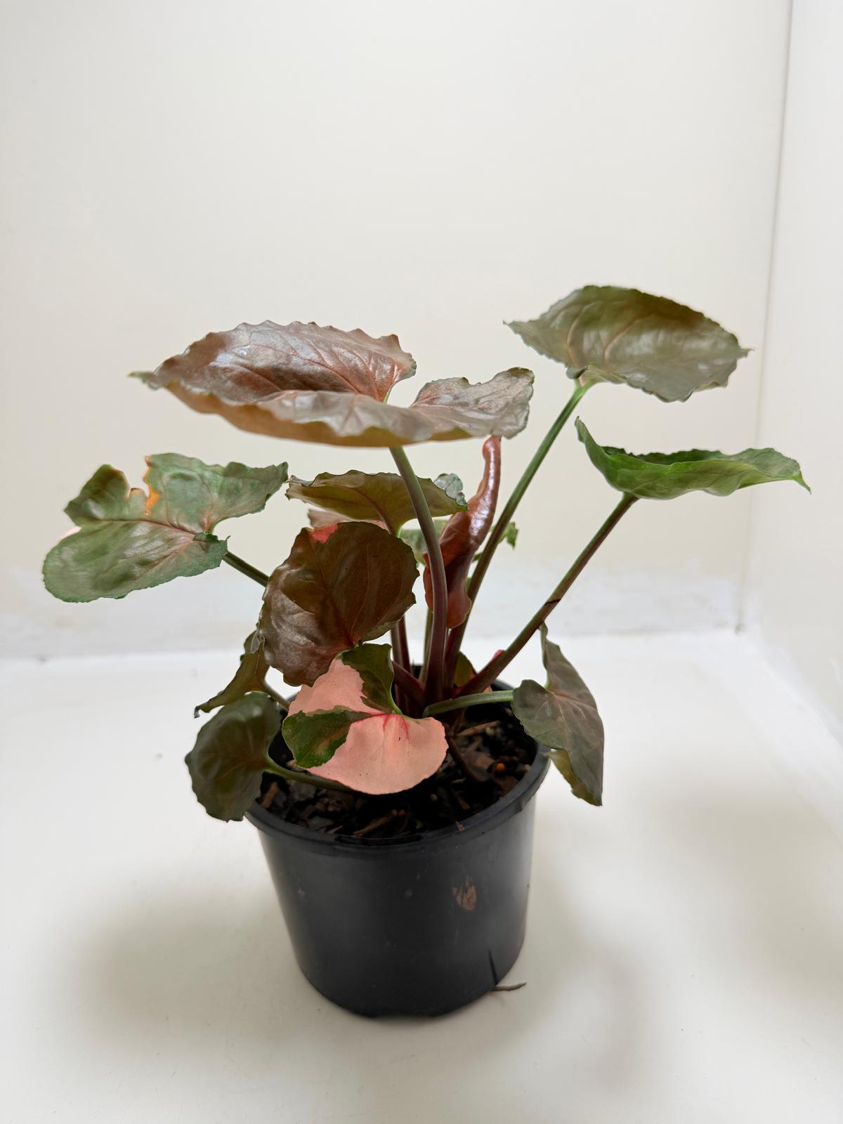 Synonym Strawberry Ice | Rare & Exotic Plant|130mm