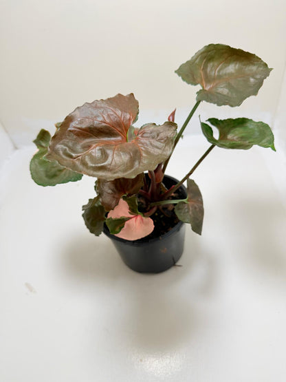 Synonym Strawberry Ice | Rare & Exotic Plant|130mm
