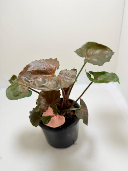 Synonym Strawberry Ice | Rare & Exotic Plant|130mm
