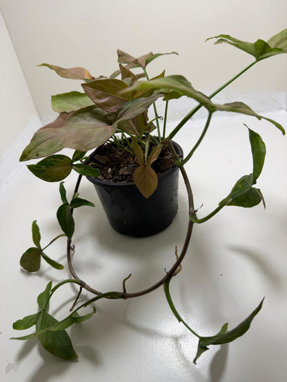 Syngonium Mayo Red | Statement Indoor Plant|130mm