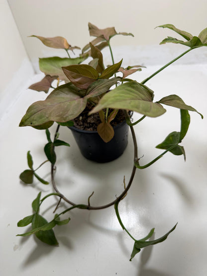 Syngonium Mayo Red | Statement Indoor Plant|130mm