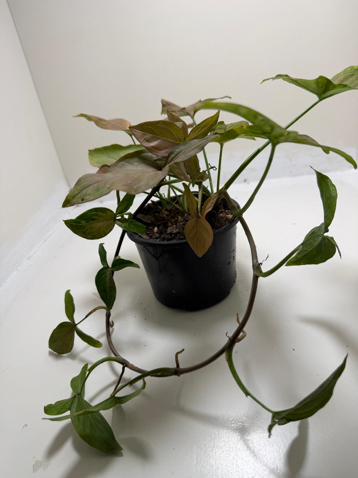 Syngonium Mayo Red | Statement Indoor Plant|130mm