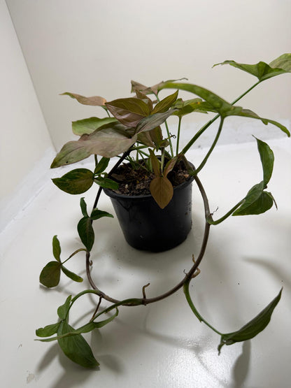 Syngonium Mayo Red | Statement Indoor Plant|130mm