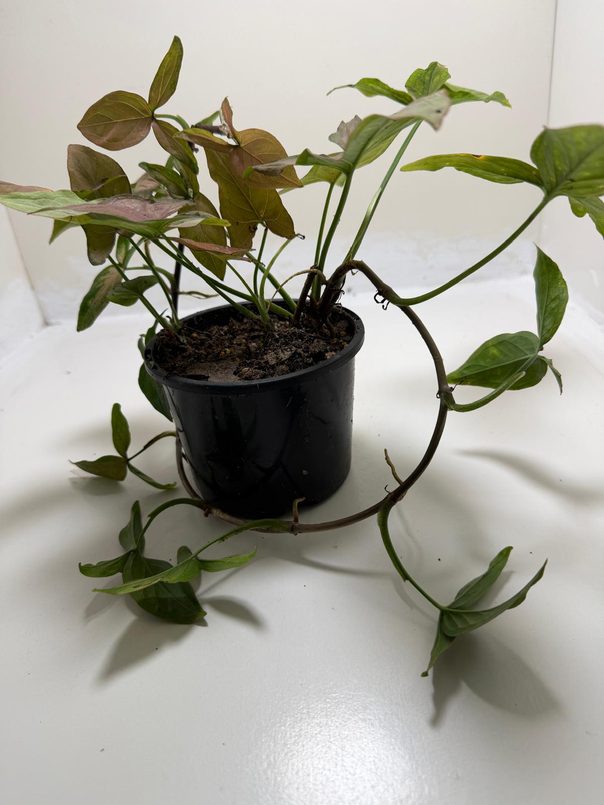 Syngonium Mayo Red | Statement Indoor Plant|130mm