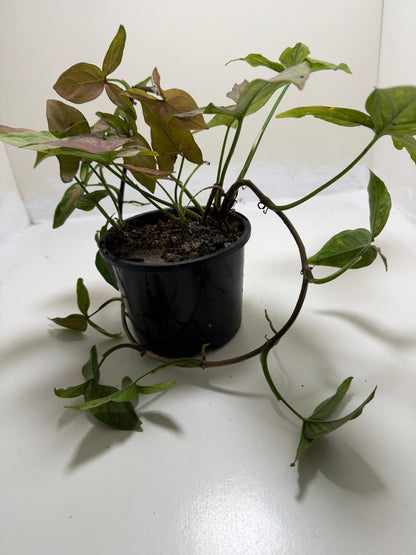 Syngonium Mayo Red | Statement Indoor Plant|130mm