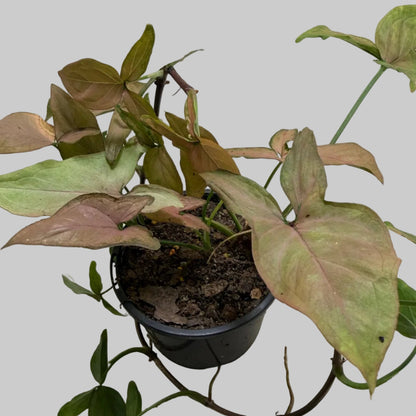 Syngonium Mayo Red | Statement Indoor Plant|130mm
