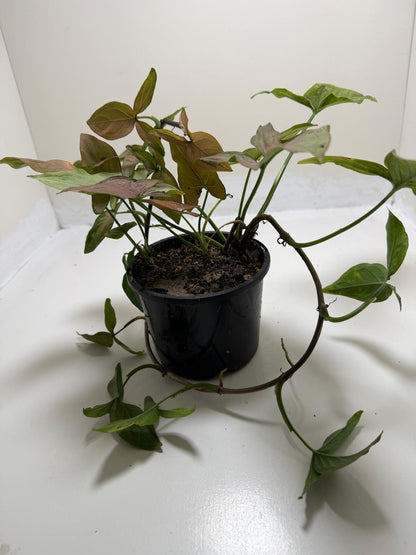Syngonium Mayo Red | Statement Indoor Plant|130mm