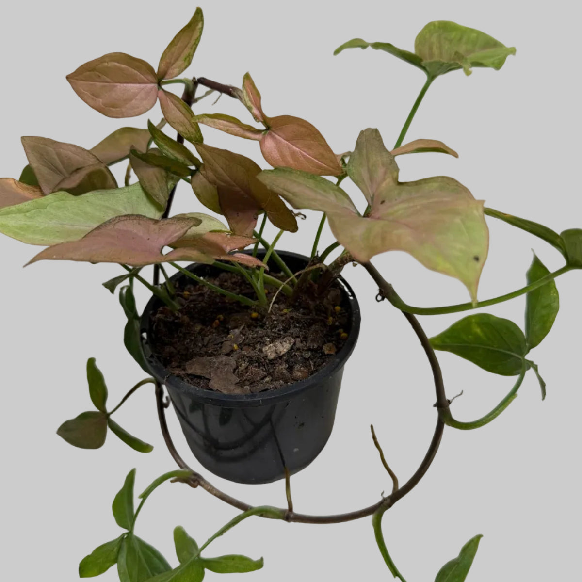 Syngonium Mayo Red | Statement Indoor Plant|130mm