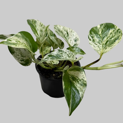 Buy Pothos Marble Queen | Easy Care Houseplant|130mm