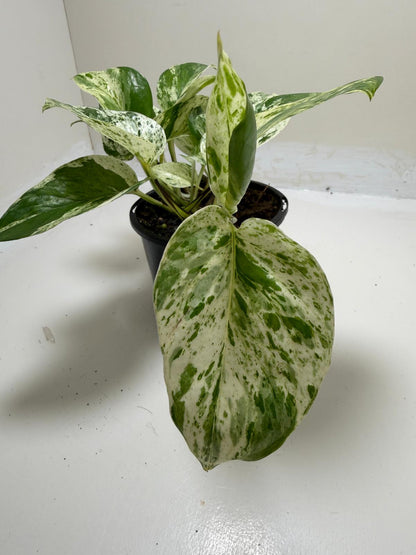 Buy Pothos Marble Queen | Easy Care Houseplant|130mm