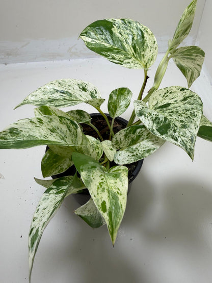 Buy Pothos Marble Queen | Easy Care Houseplant|130mm