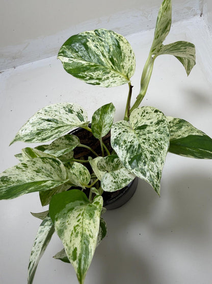 Buy Pothos Marble Queen | Easy Care Houseplant|130mm