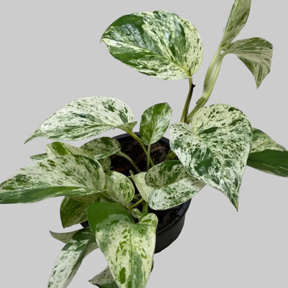 Buy Pothos Marble Queen | Easy Care Houseplant|130mm