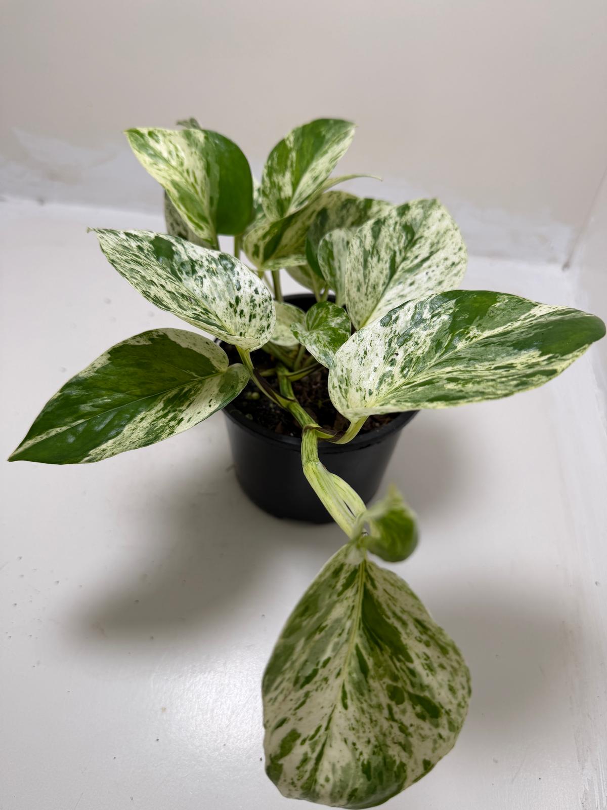 Buy Pothos Marble Queen | Easy Care Houseplant|130mm