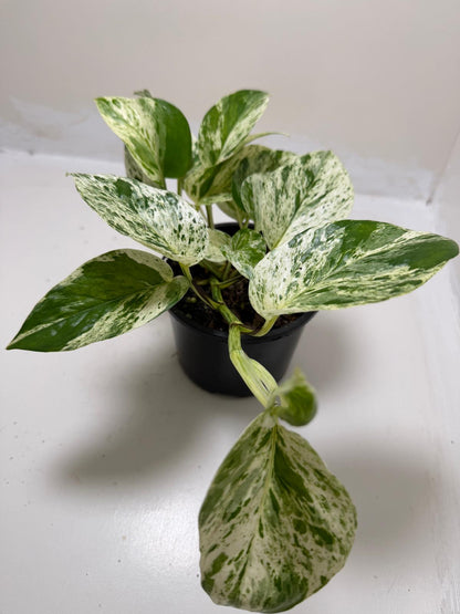 Buy Pothos Marble Queen | Easy Care Houseplant|130mm