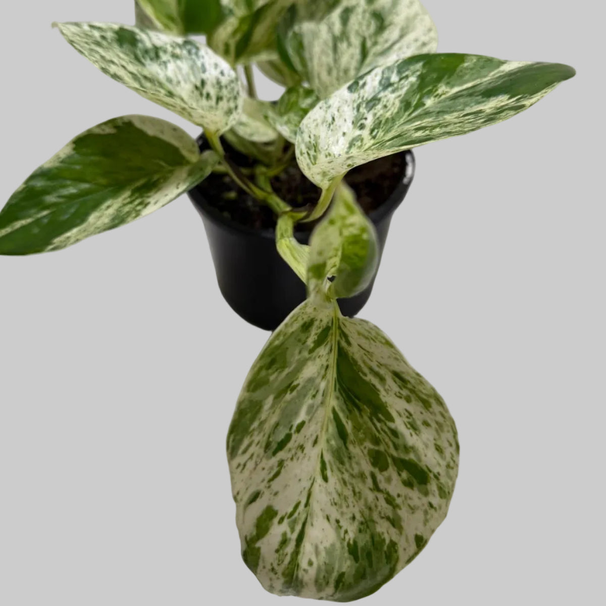 Buy Pothos Marble Queen | Easy Care Houseplant|130mm
