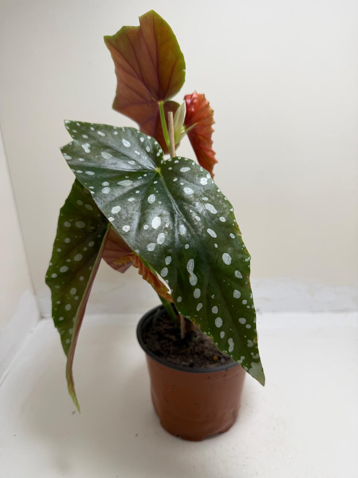 Begonia Maculata | Statement Indoor Plant|130mm