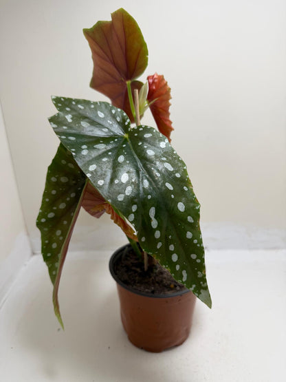 Begonia Maculata | Statement Indoor Plant|130mm