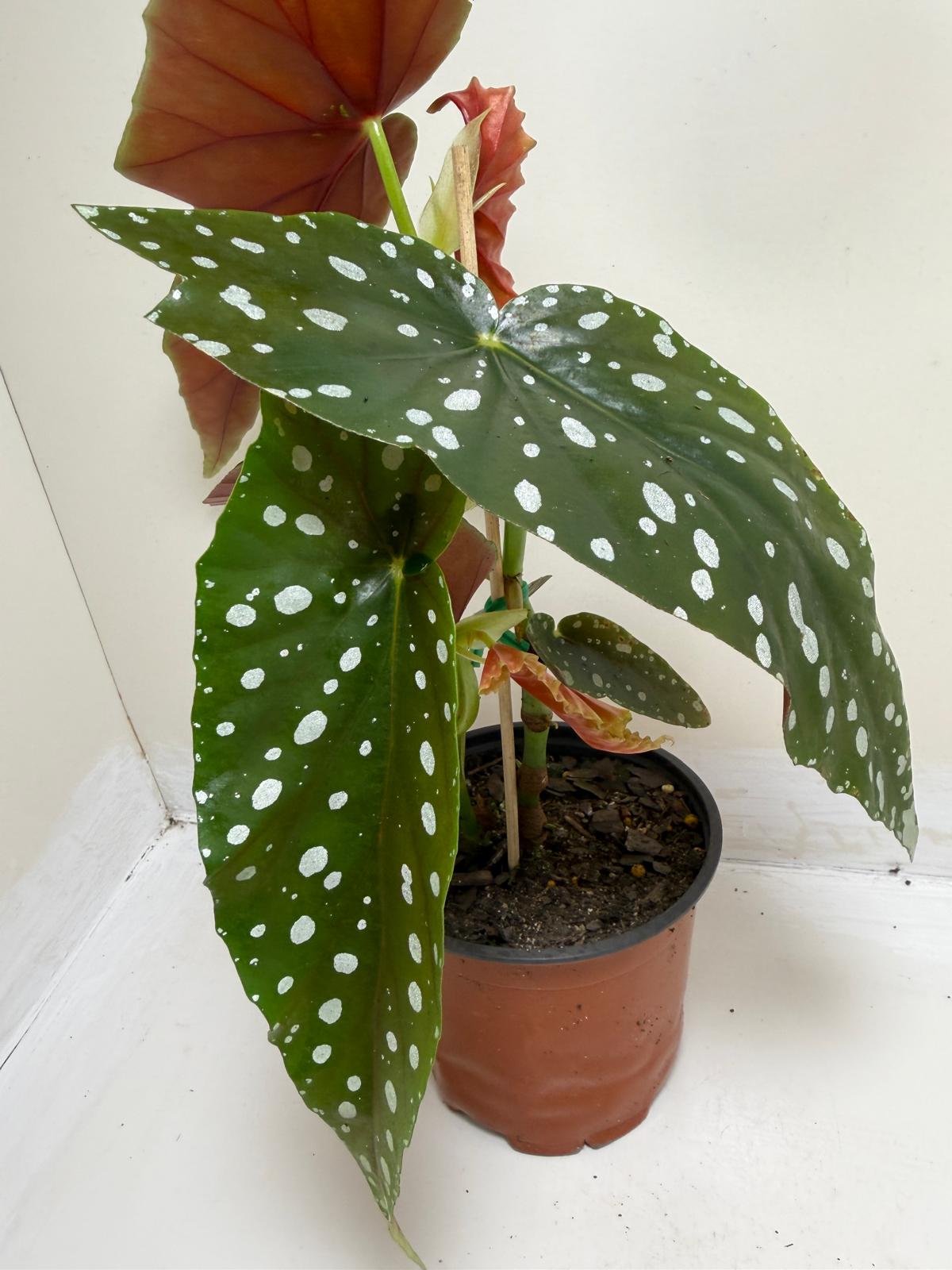 Begonia Maculata | Statement Indoor Plant|130mm