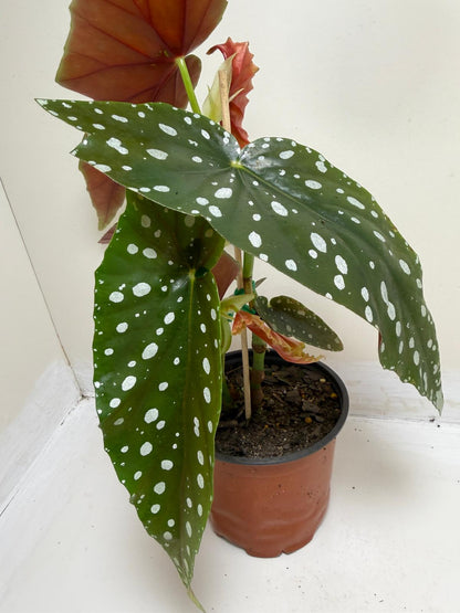 Begonia Maculata | Statement Indoor Plant|130mm