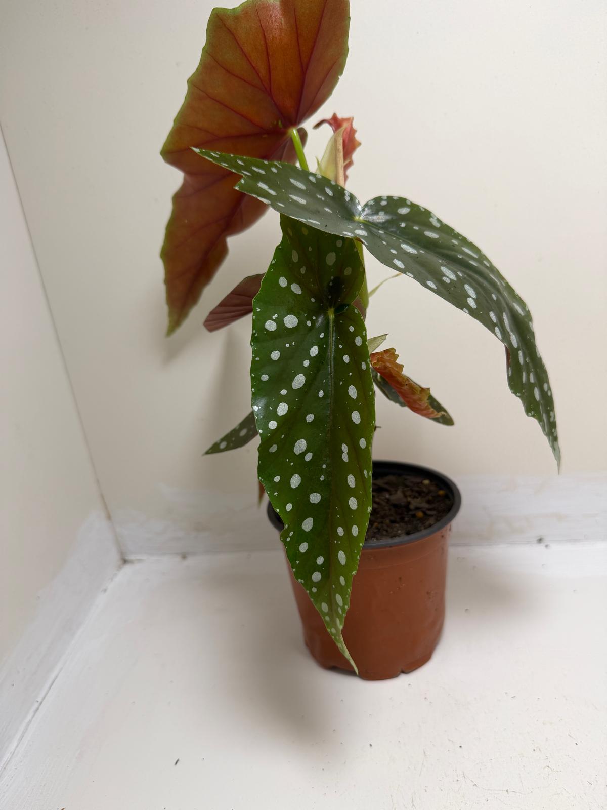 Begonia Maculata | Statement Indoor Plant|130mm