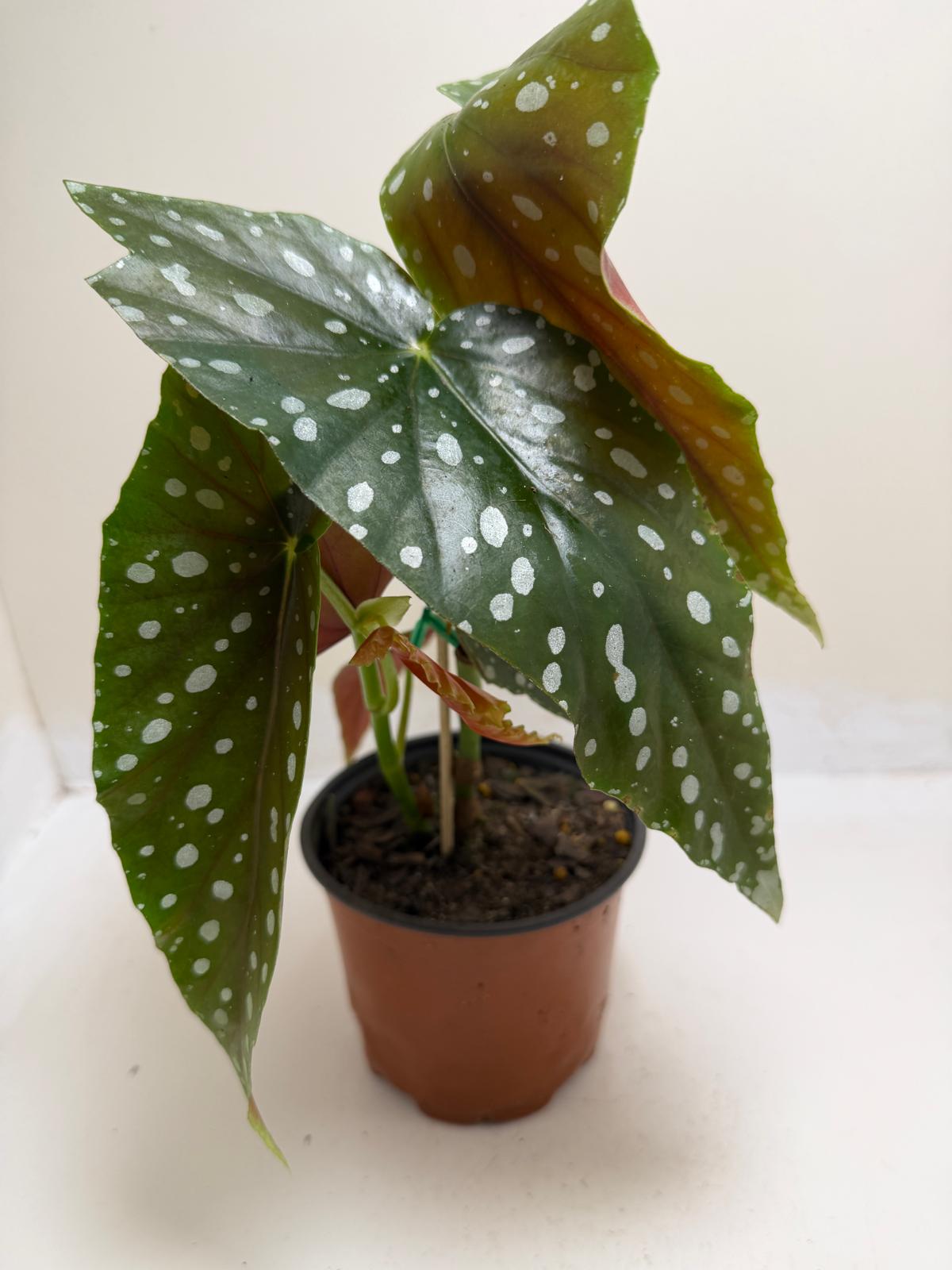 Begonia Maculata | Statement Indoor Plant|130mm