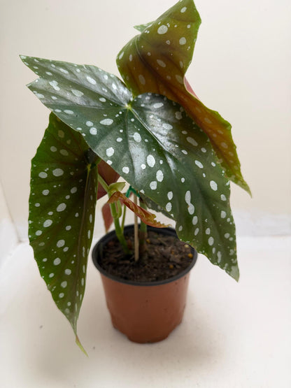 Begonia Maculata | Statement Indoor Plant|130mm