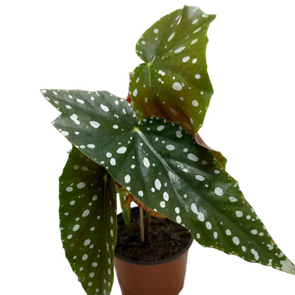 Begonia Maculata | Statement Indoor Plant|130mm