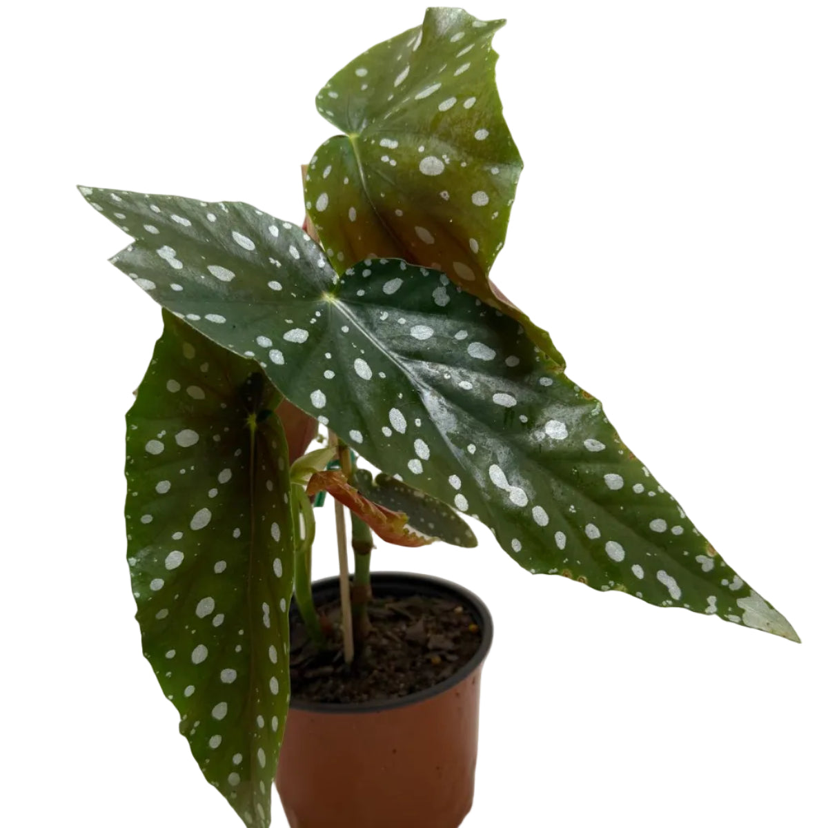 Begonia Maculata | Statement Indoor Plant|130mm
