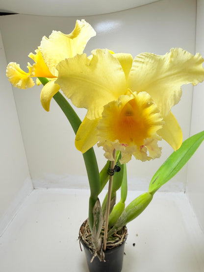 Buy Ric. Topaz Georgie Girl 'Clear Yellow' | Rare Orchid|100mm