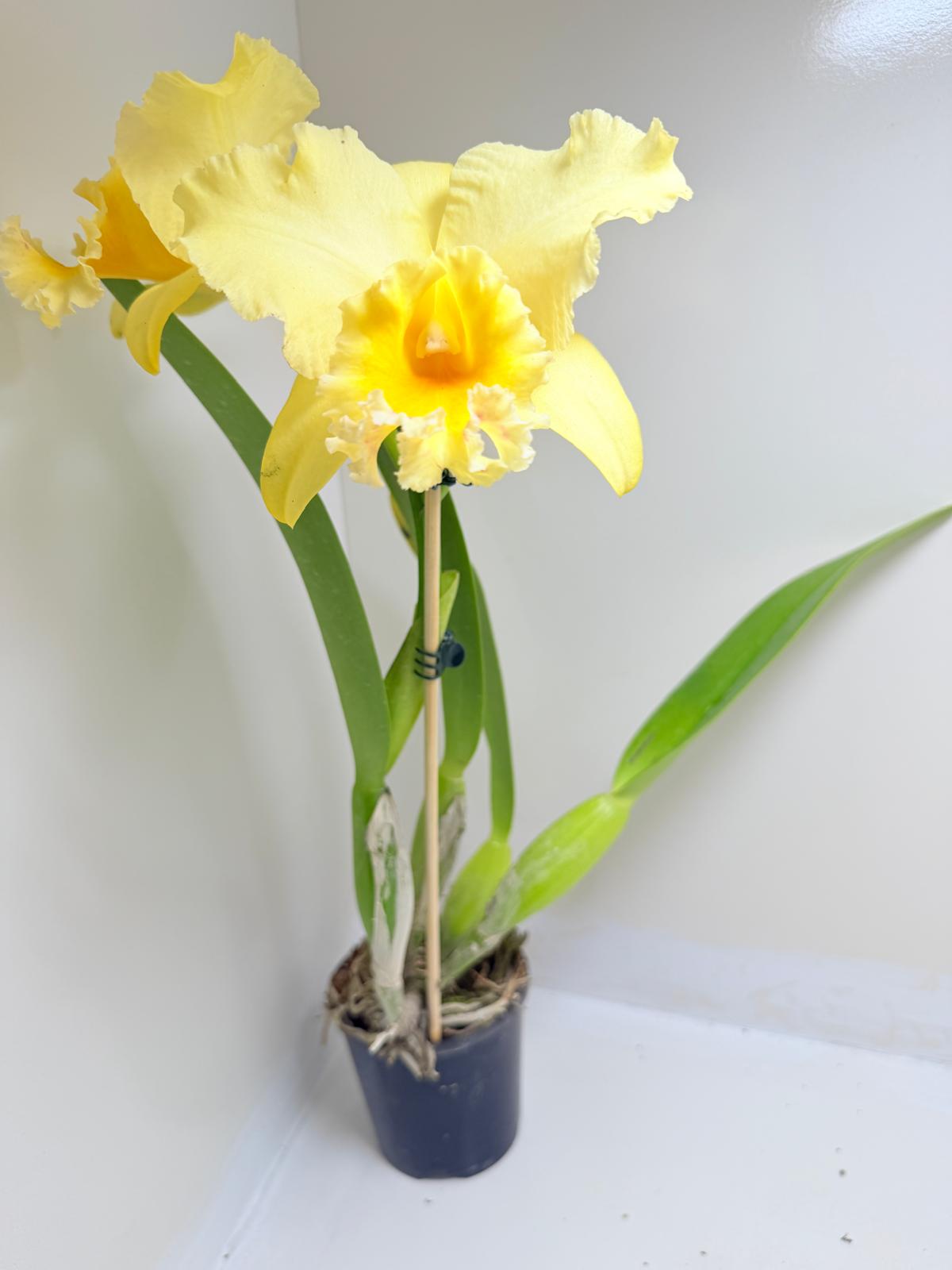Buy Ric. Topaz Georgie Girl 'Clear Yellow' | Rare Orchid|100mm