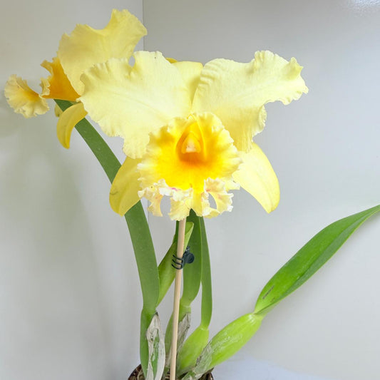 Cattleya Orchid Ric. Topaz Georgie Girl 'Clear Yellow'