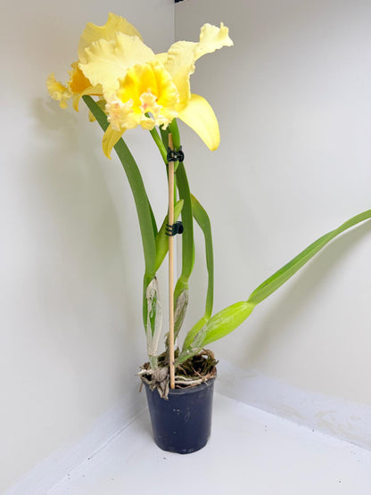 Buy Ric. Topaz Georgie Girl 'Clear Yellow' | Rare Orchid|100mm
