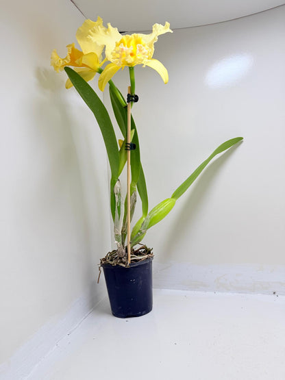 Buy Ric. Topaz Georgie Girl 'Clear Yellow' | Rare Orchid|100mm