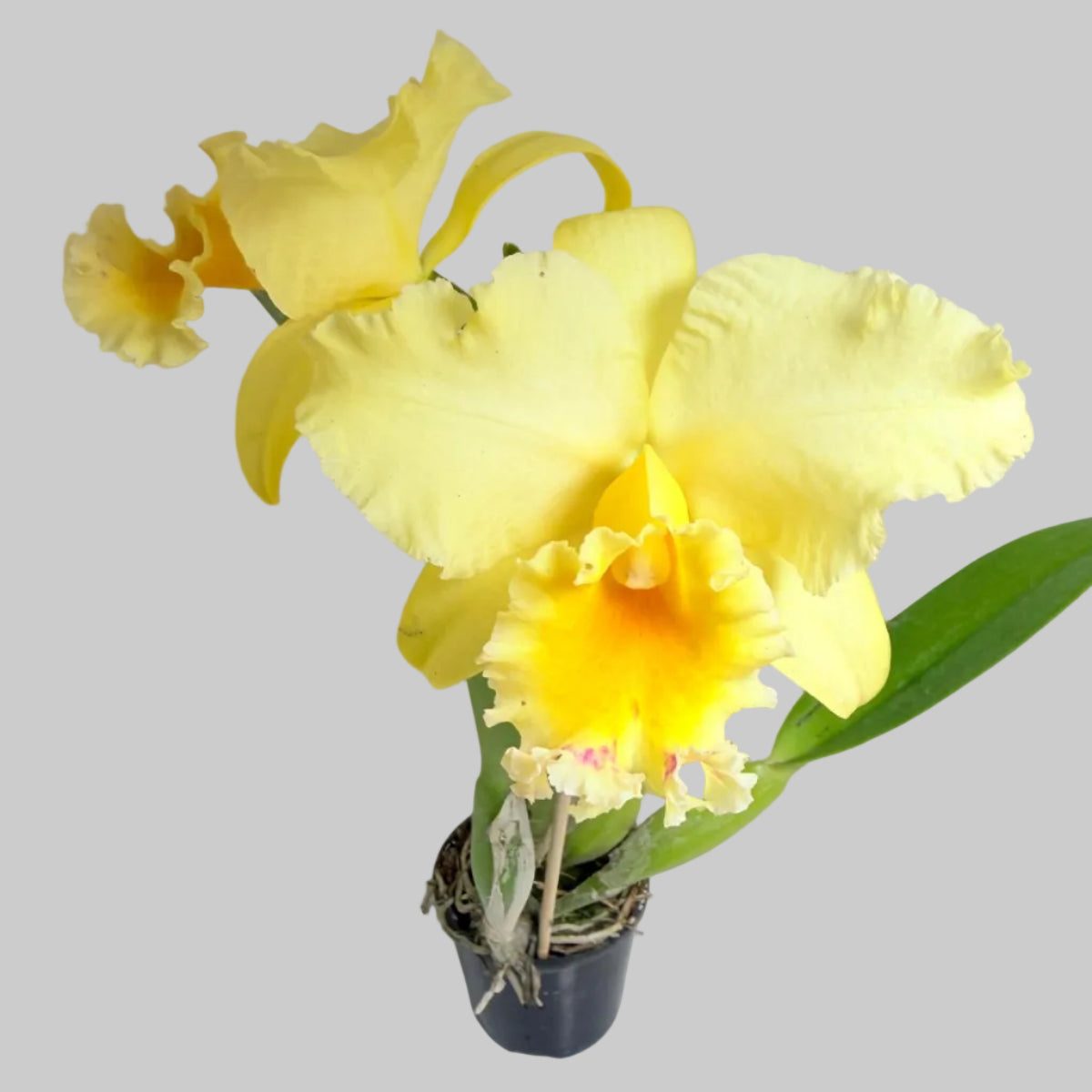 Buy Ric. Topaz Georgie Girl 'Clear Yellow' | Rare Orchid|100mm