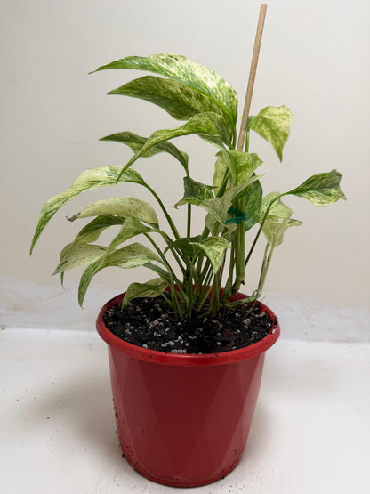 Buy Monstera Laniata Variegata | Rare & Exotic Plant |130mm