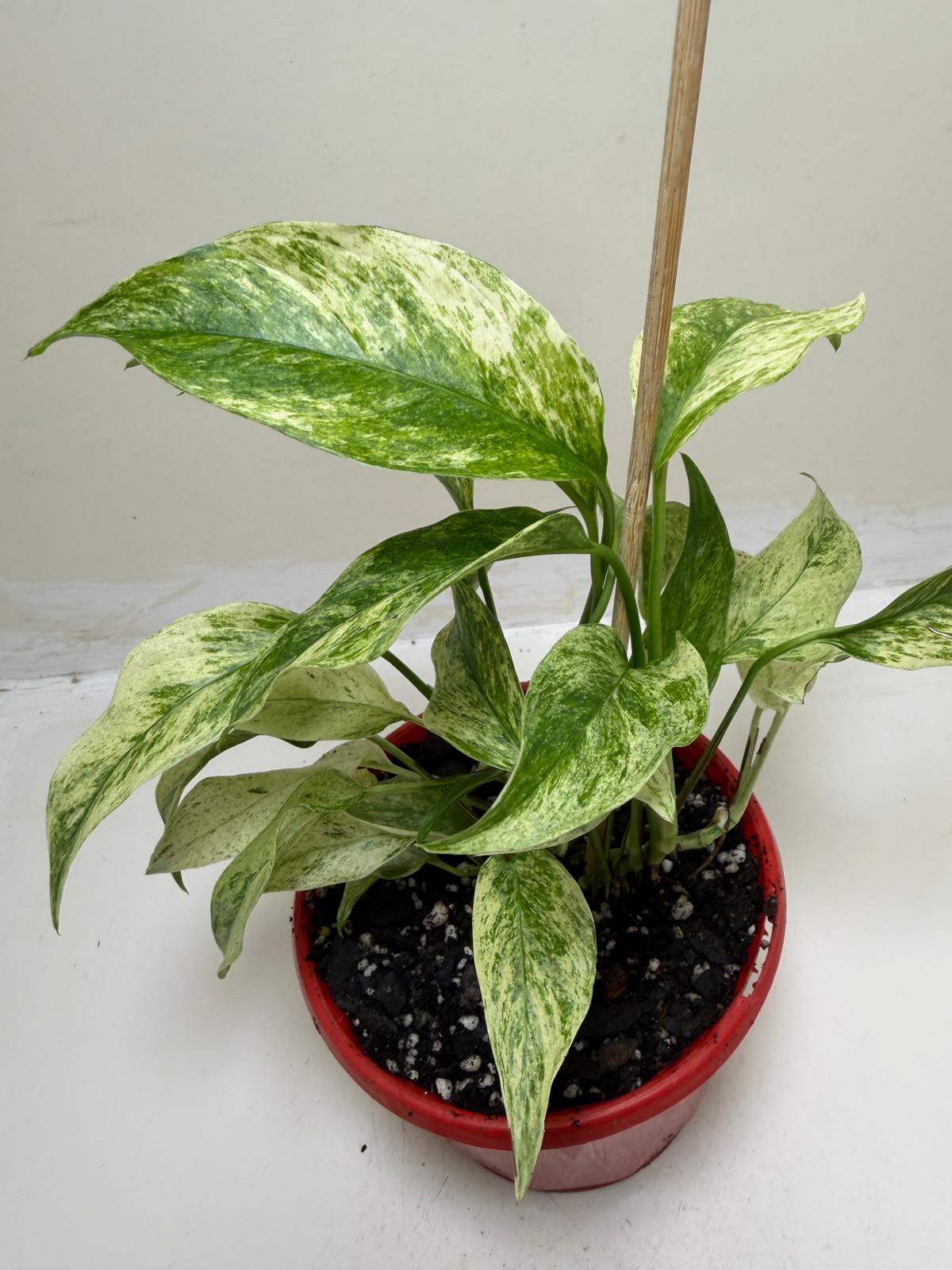 Buy Monstera Laniata Variegata | Rare & Exotic Plant |130mm