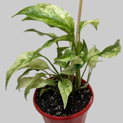 Buy Monstera Laniata Variegata | Rare & Exotic Plant |130mm