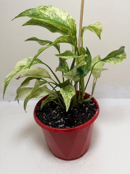 Buy Monstera Laniata Variegata | Rare & Exotic Plant |130mm