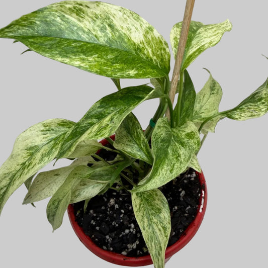 Monstera Laniata Variegata