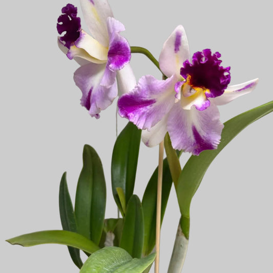 Cattleya Orchid Rth. Topaz Celebration 'Florid'