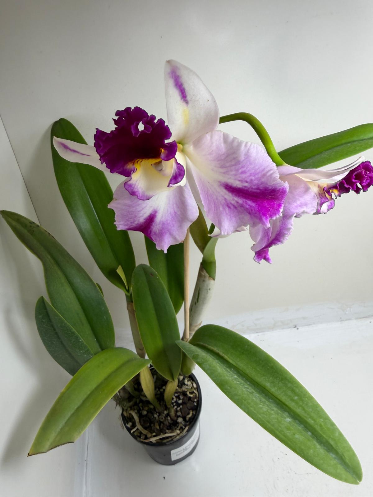 Buy Rth. Topaz Celebration 'Florid' | Rare Orchid - 100mm