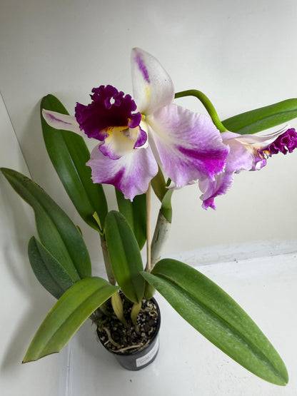 Buy Rth. Topaz Celebration 'Florid' | Rare Orchid - 100mm